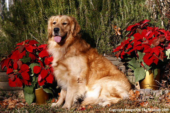 Christmas Golden Retriever