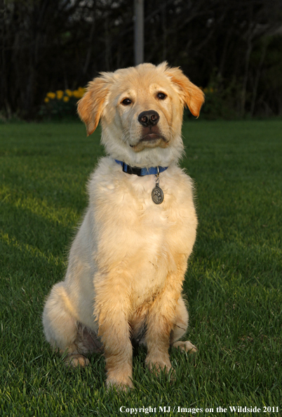 Golden Retriever Puppy.