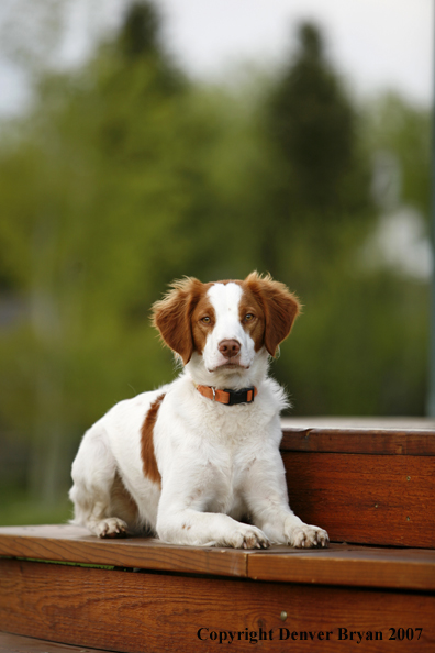 Brittany Spaniel