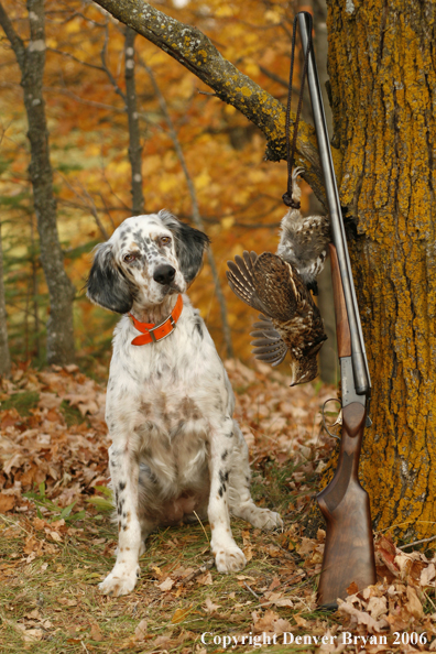  English Setter with bagged grouse and gun in woods