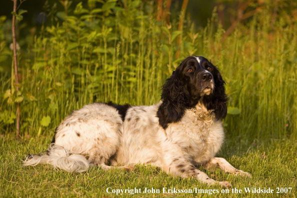 Springer Spaniel