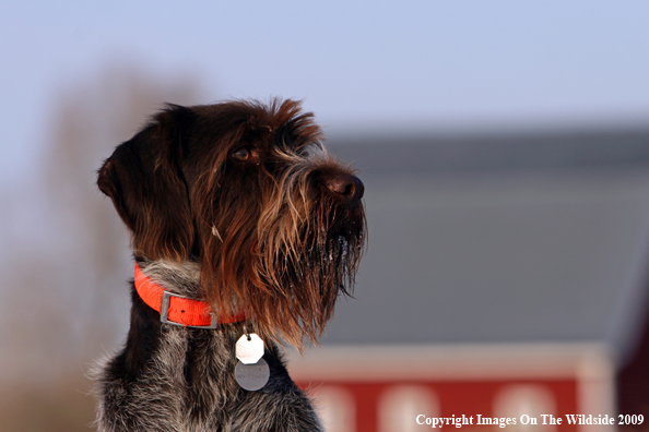 German Wirehair Pointer in field