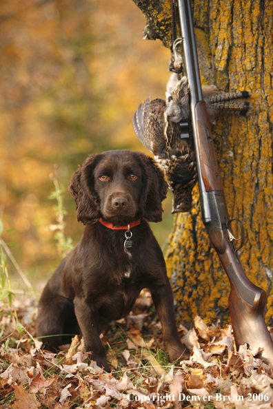 Chocolate Cocker Spaniel with bagged grouse and gun in woods