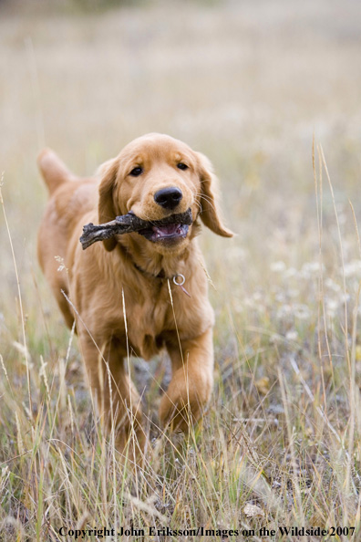 Golden Retriever puppy