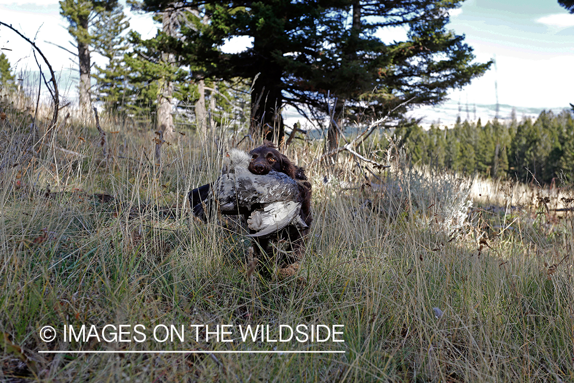 Boykin Spaniel retrieving Dusky (mountain) grouse.