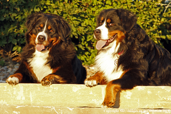 Bernese Mountain Dogs.