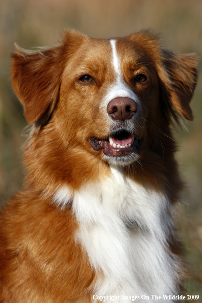 Nova Scotia duck tolling retriever