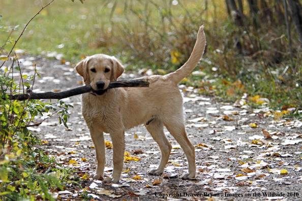 Yellow Labrador Retriever Puppy with stick