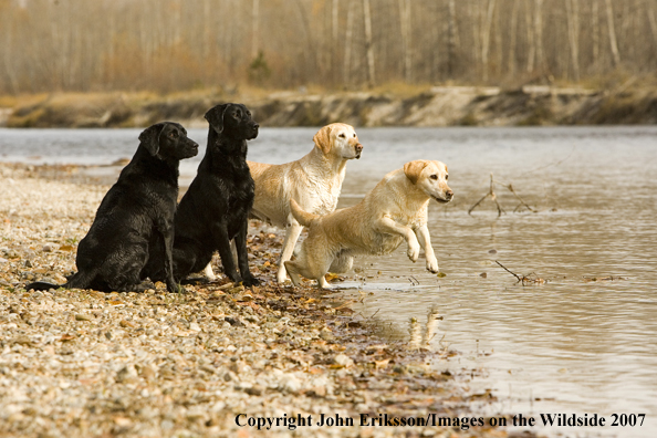 Multi-colored Labrador Retrievers