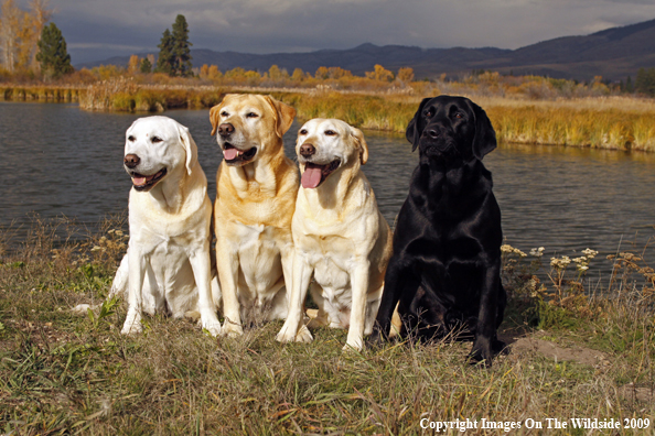 Yellow and Black Labrador Retrievers