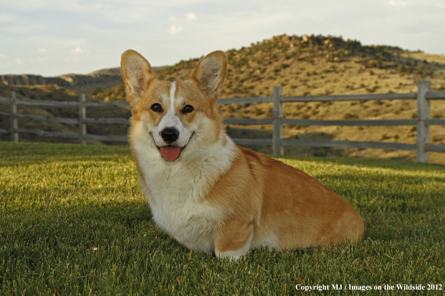 Corgi in yard.