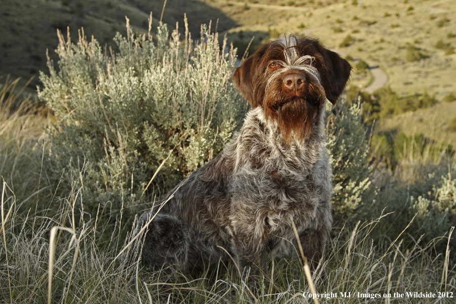 Wirehaired Pointing Griffon in yard.