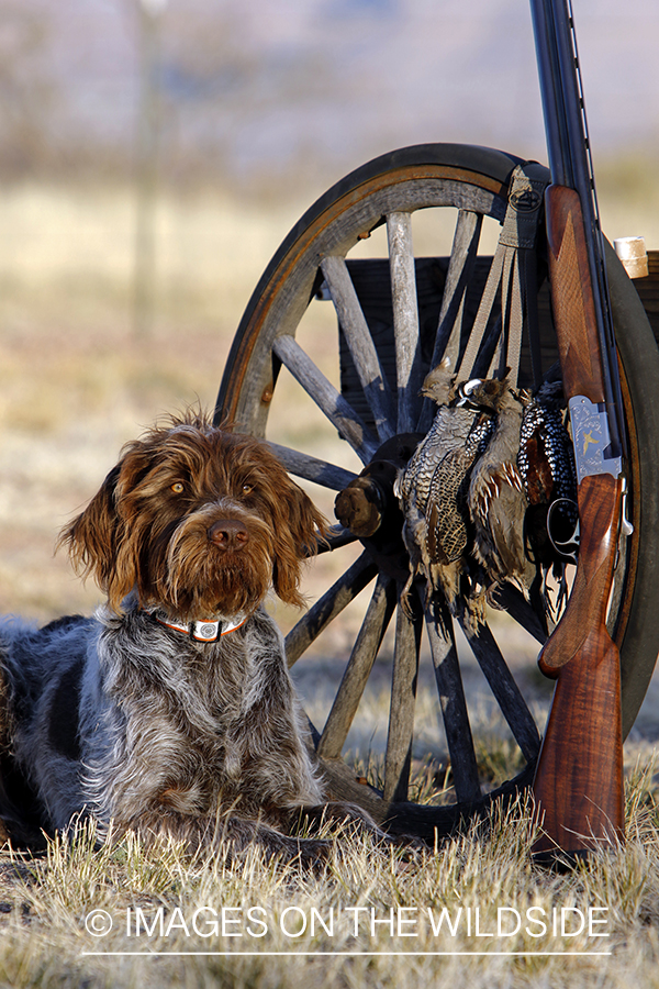 Wirehaired Pointing Griffon with bagged desert quail.