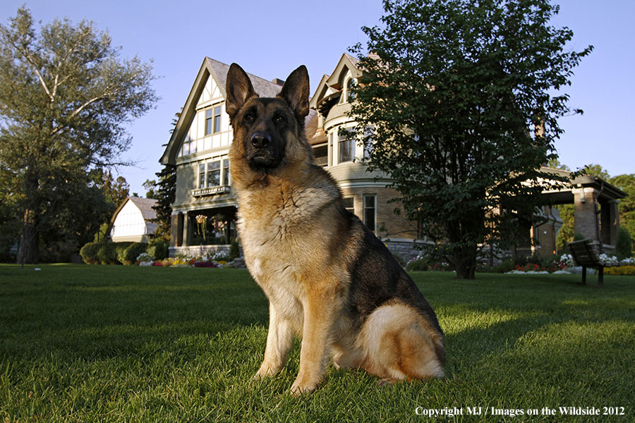 German Shepherd