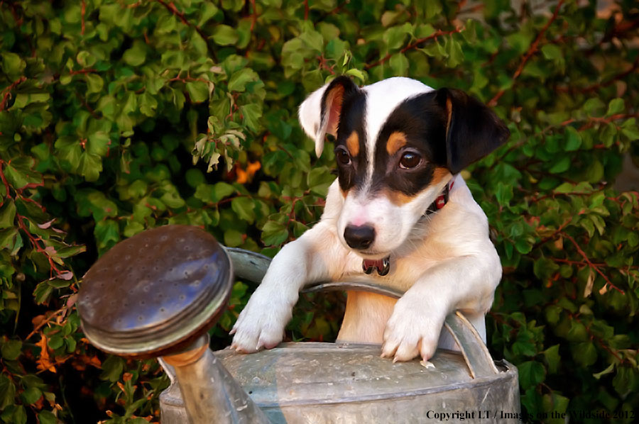 Jack russel terrier puppy.