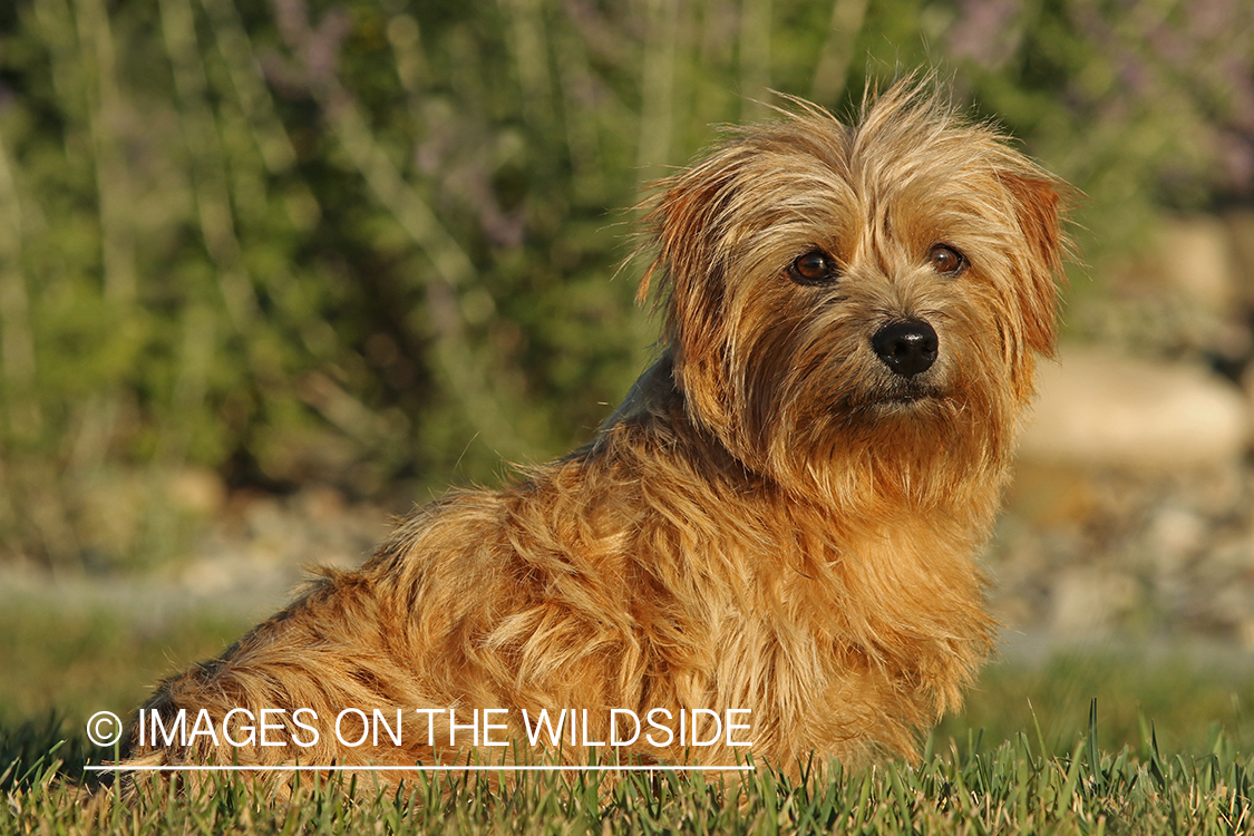 Norfolk Terrier sitting in grass.