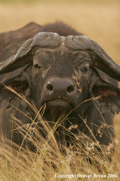 African Cape Buffalo