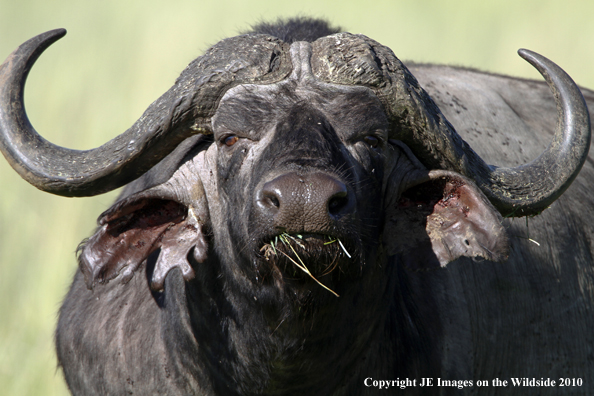 Cape buffalo in habitat, Kenya, Africa.