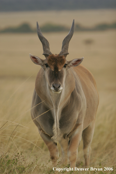 African Eland on plains