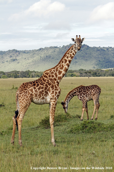 Masai Giraffe (adult with young)