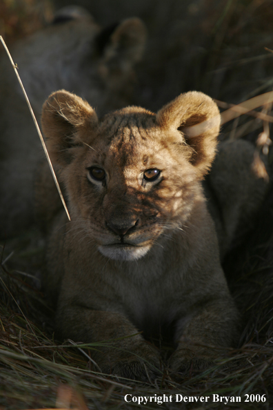 African lion cub
