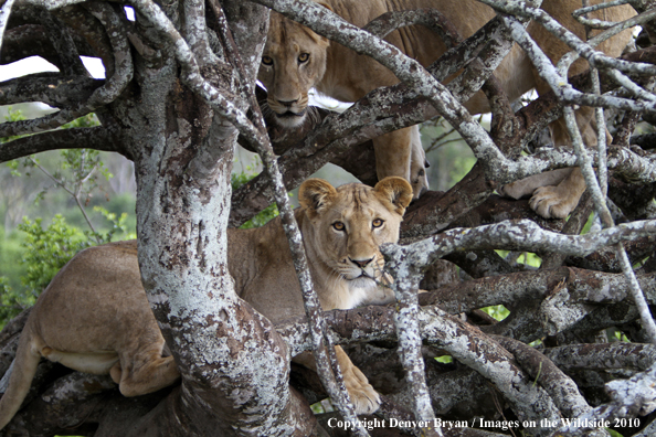 African Lionesses 