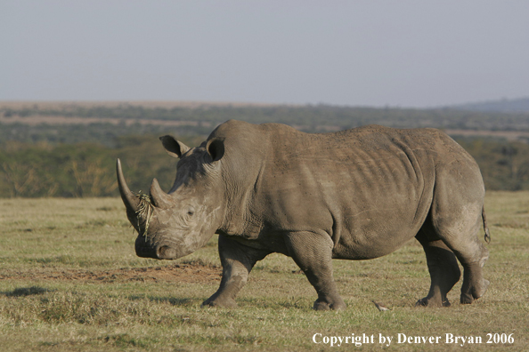 White African Rhinocerous