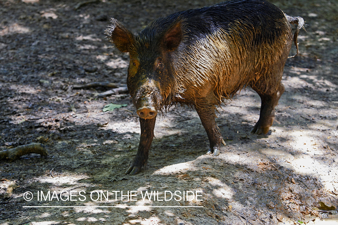 Feral hog in habitat.