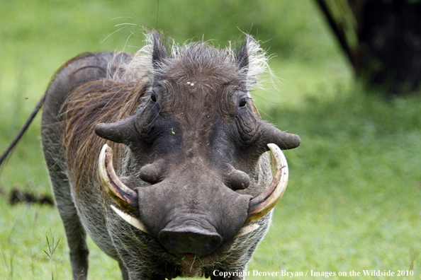 African Warthog