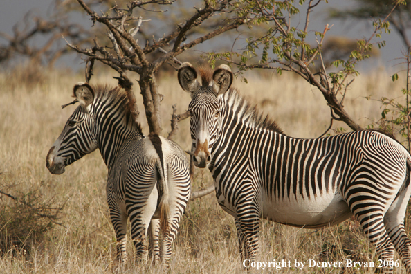 Grevy's Zebra
