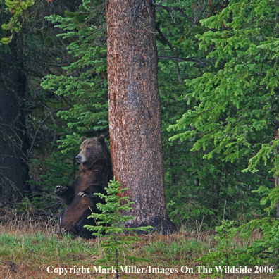 Grizzly bear in habitat.