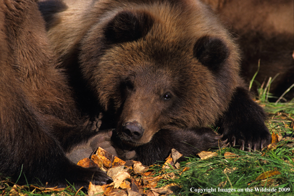 Brown/Grizzly Bear in habitat