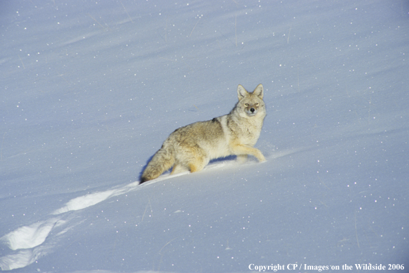 Coyote in habitat.