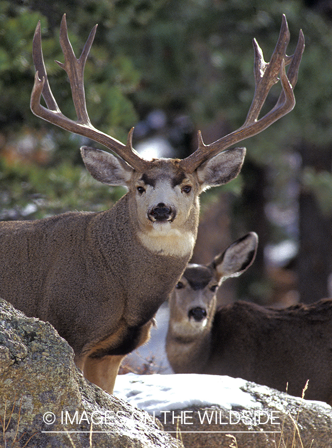 Mule Buck with Doe