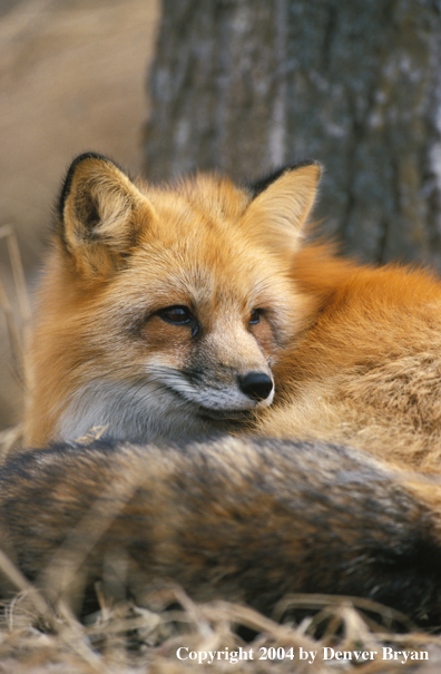 Red fox in habitat.