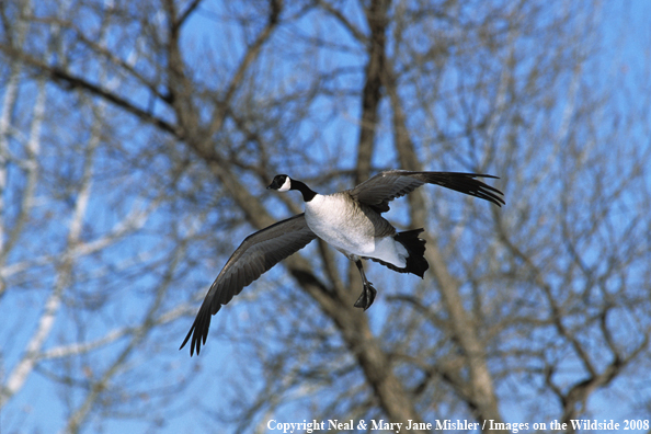 Canadian Goose in Flight
