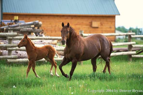 Quarter horse and foal in pasture.