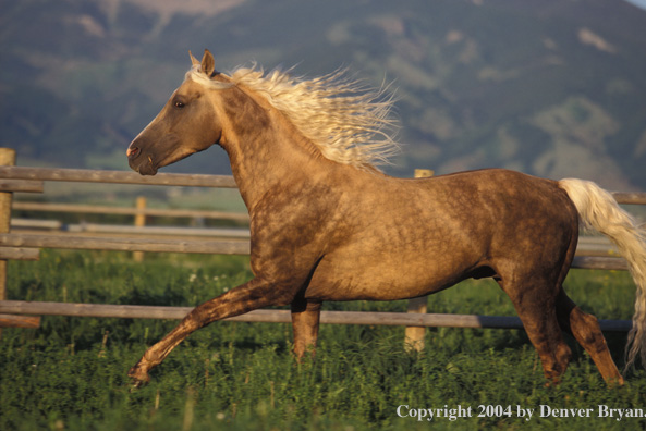 Morgan stallion in pasture.