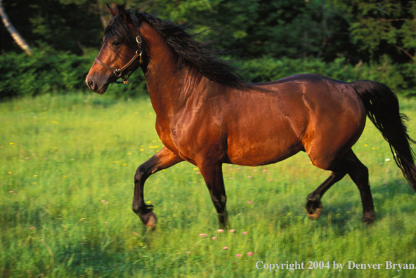 Morgan stallion in pasture.