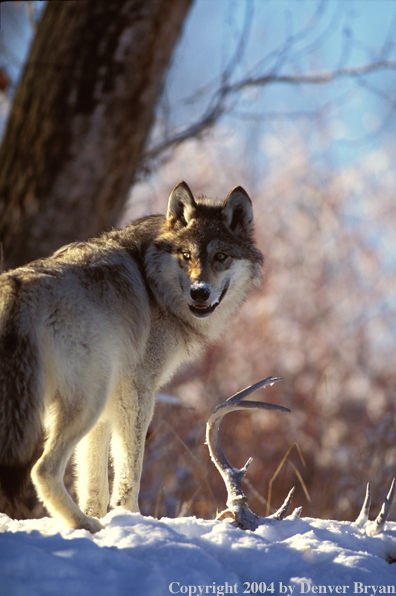 Gray wolf in habitat.