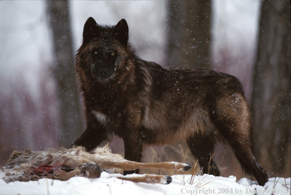 Gray wolf with kill.