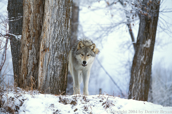 Gray wolf in winter habitat.