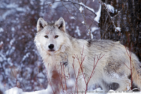 Gray wolf in winter habitat.