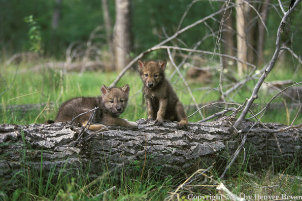 Gray wolf puppies.