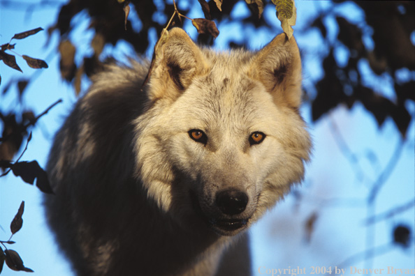 Gray wolf in habitat.