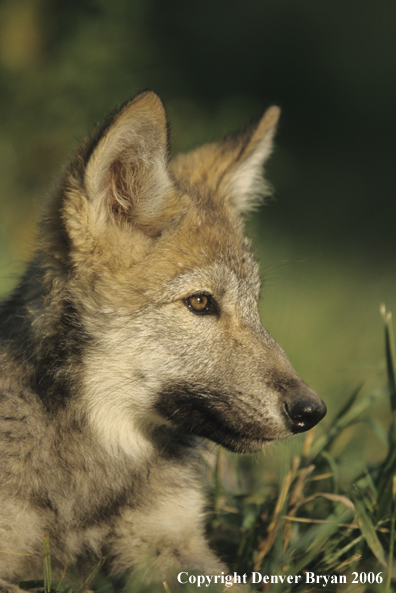 Gray wolf pup in habitat.