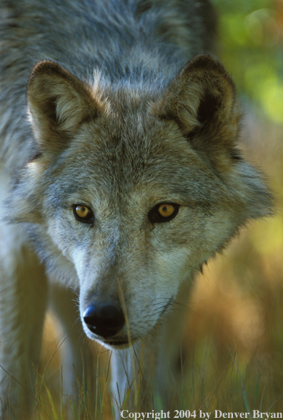 Gray wolf in habitat.