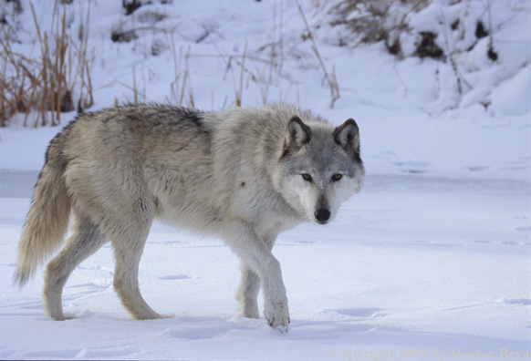 Gray wolf in winter habitat.