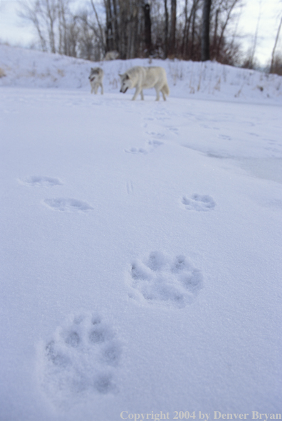 Gray wolves in winter habitat.