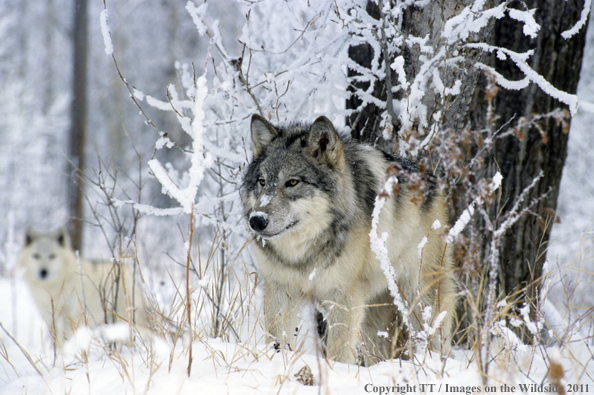 Gray Wolf